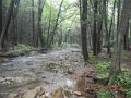fowlers hollow.Laural run 06-09-14 055